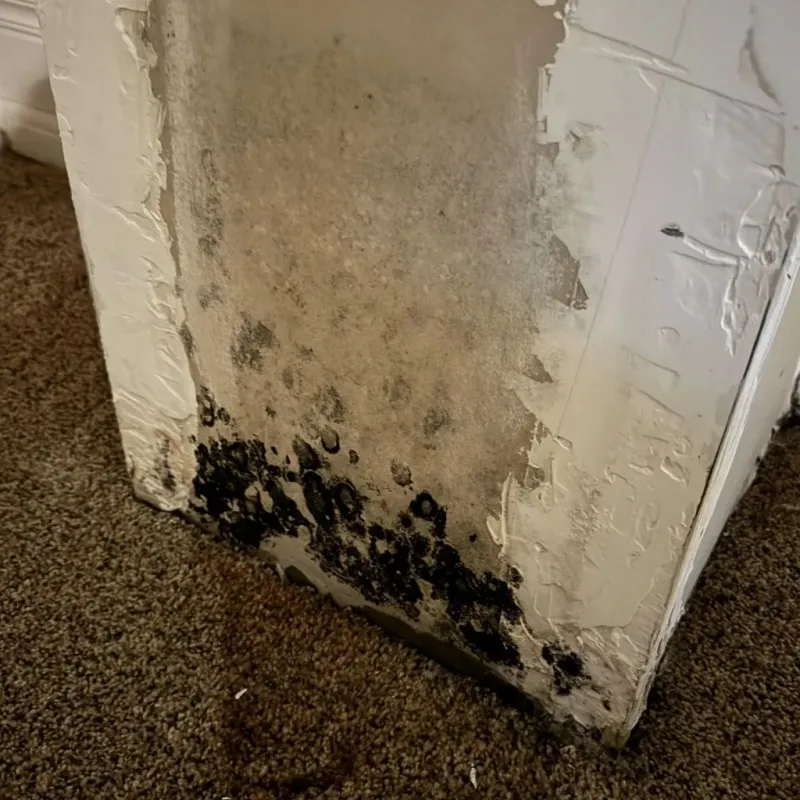 Professional Mold Removal in Milton, VT